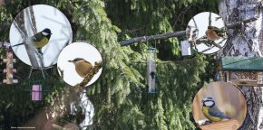 Alle VögeL sind schon da. Hochsaison im Vogel­hotel