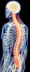 Die Schulter hängt anatomisch wie funktionell an der Wirbelsäule – wenn dort etwas klemmt, zwickt es oft in der Schulter. © 3dMediSphere