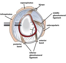 Abbildung aus Millett PJ, Braun S: The “bony Bankart bridge” procedure: a new arthroscopic technique for reduction and internal fixation of a bony Bankart lesion, Arthroscopy 2009